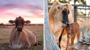 Vaca rescatada de una granja lechera, esconde todos los días a su cría en lugares distintos