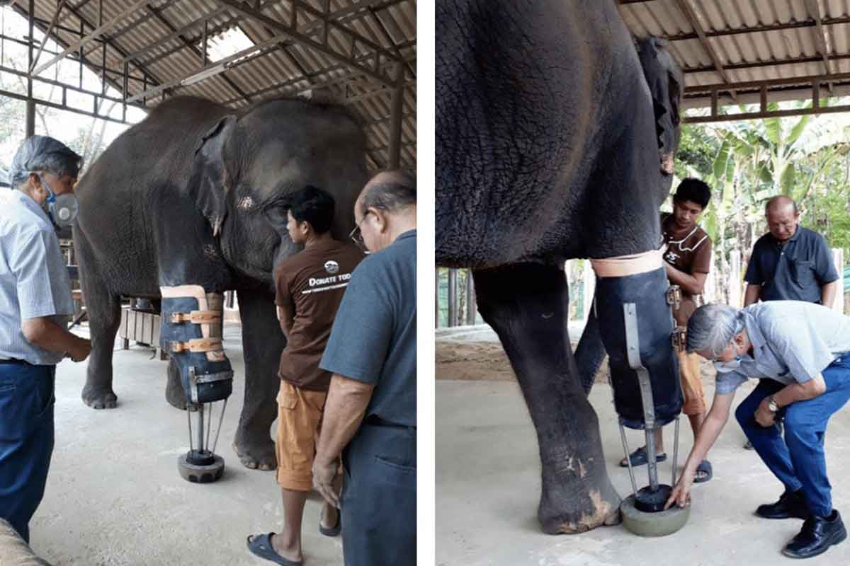 Muchos voluntarios han cambiado la vida de los elefantes de Tailandia.