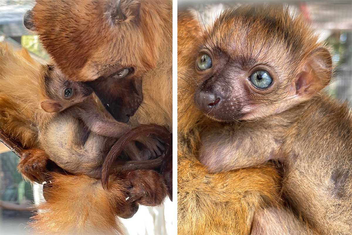 El Zoológico de Jacksonville da la bienvenida a este hermoso primate de ojos azules.
