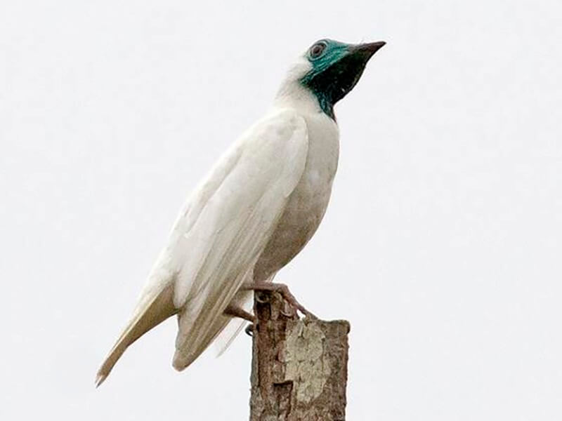 Pajaro Campana