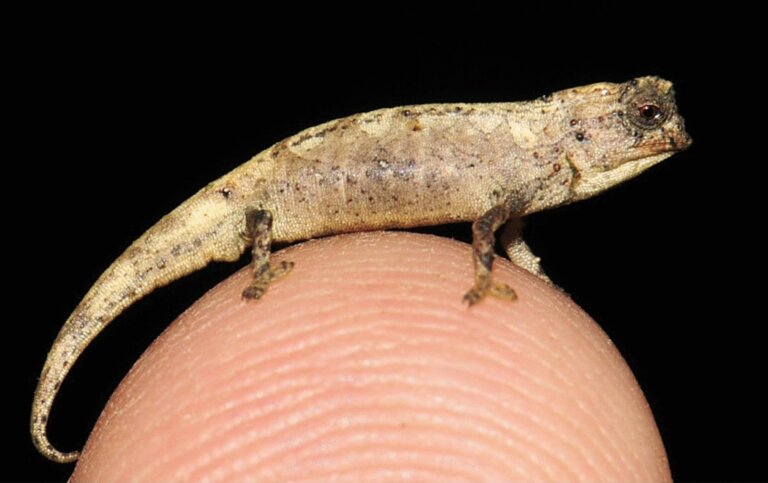 El nuevo camaleón, el reptil más pequeño del mundo