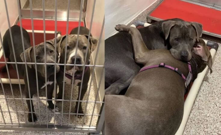 Perritos abandonados en un refugio, se consuelan durmiendo abrazados