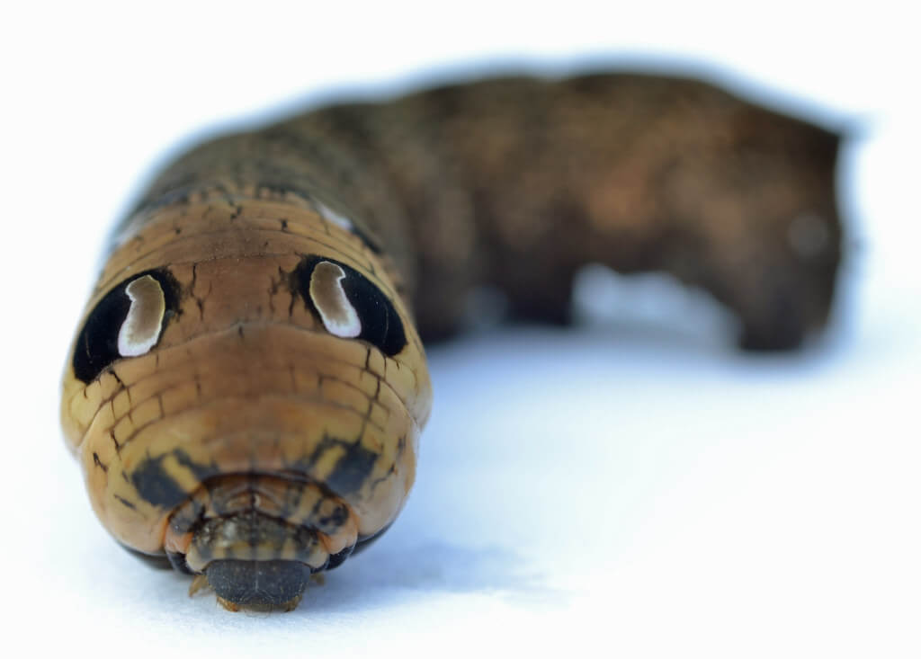 oruga cabeza grande en fondo blanco