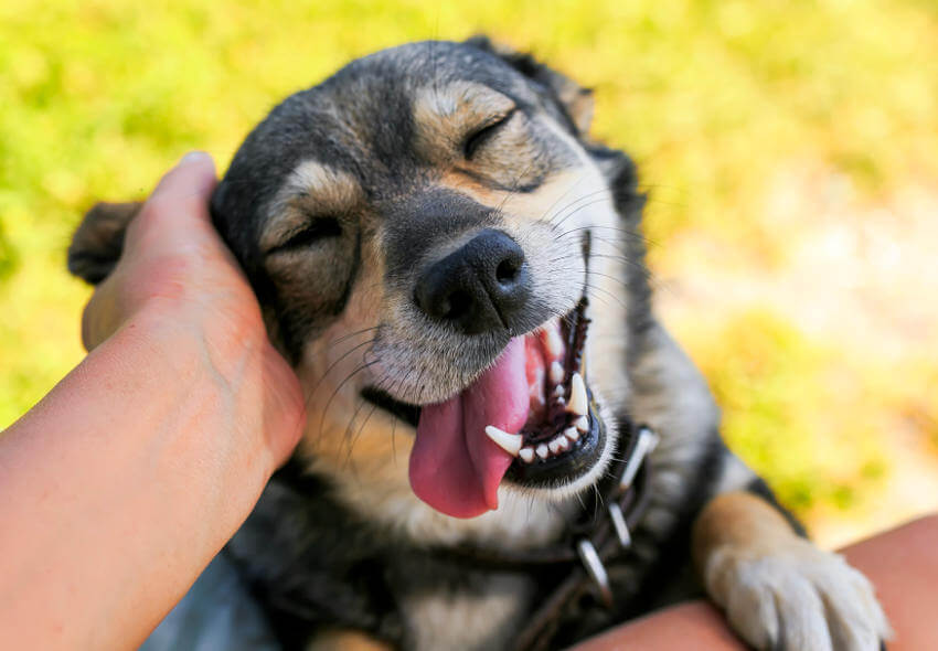 Mutlu bir köpek.