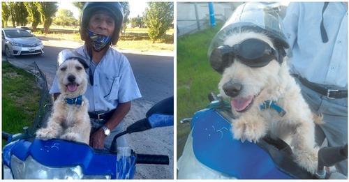 Hombre viaja en moto con su perrito enfermo al trabajo, teme dejarlo solo