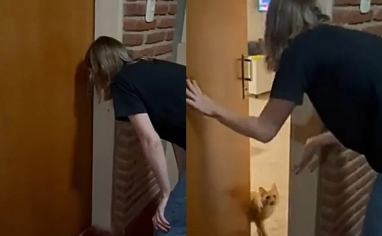 Olvidó las llaves de su casa y su gatito le abrió la puerta