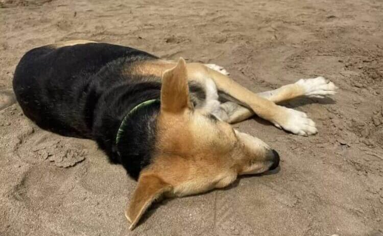 El perrito esperando a su dueño en la playa.