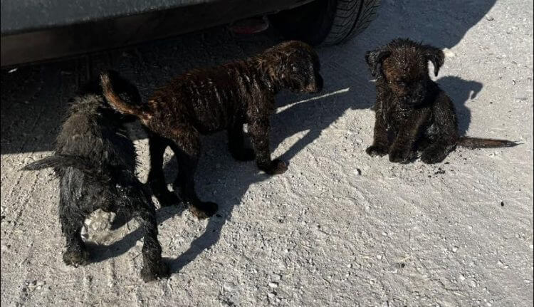 Los cachorritos cubiertos de aceite.