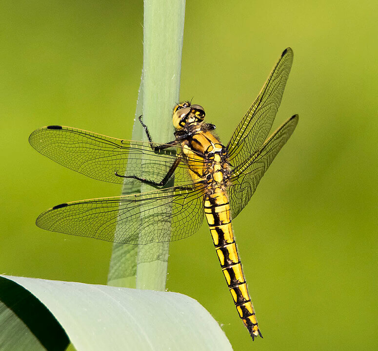 Libellule bleue femelle sur la végétation