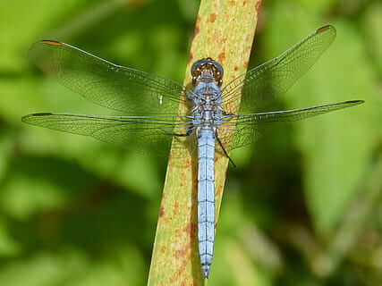 Beautiful dragonflies