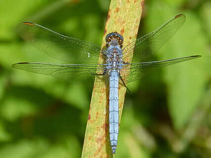Libélula azul macho sobre hoja