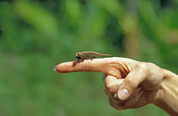 Het kleinste reptiel ter wereld