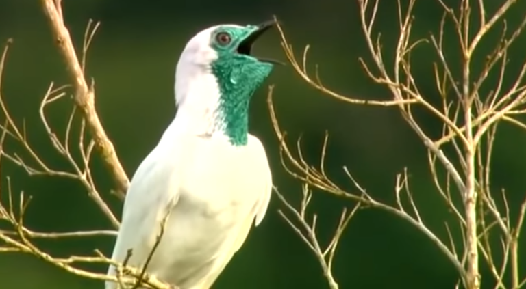 Pájaro campana: características, hábitat y curiosidades