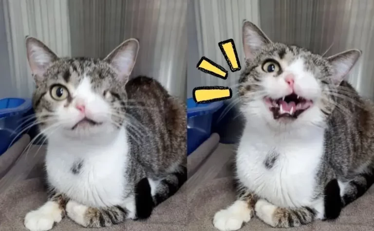 Gatito tuerto y sin parte de su nariz, tiene una segunda oportunidad
