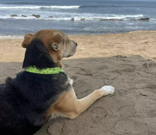 El perrito acostado en la playa esperando a su mejor amigo.