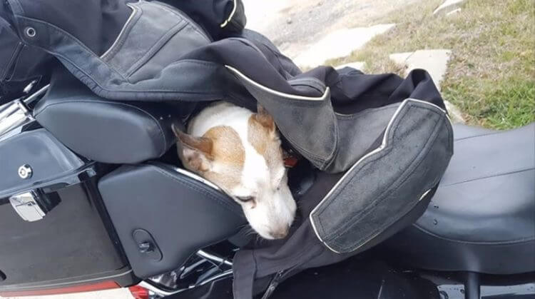 El perrito rescatado por el motociclista.