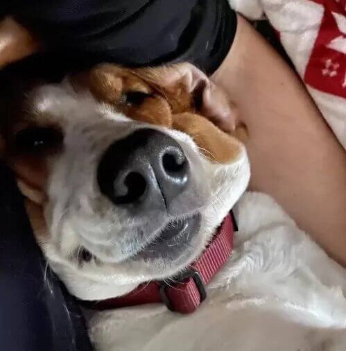 El perrito siendo acurrucado en su cama.