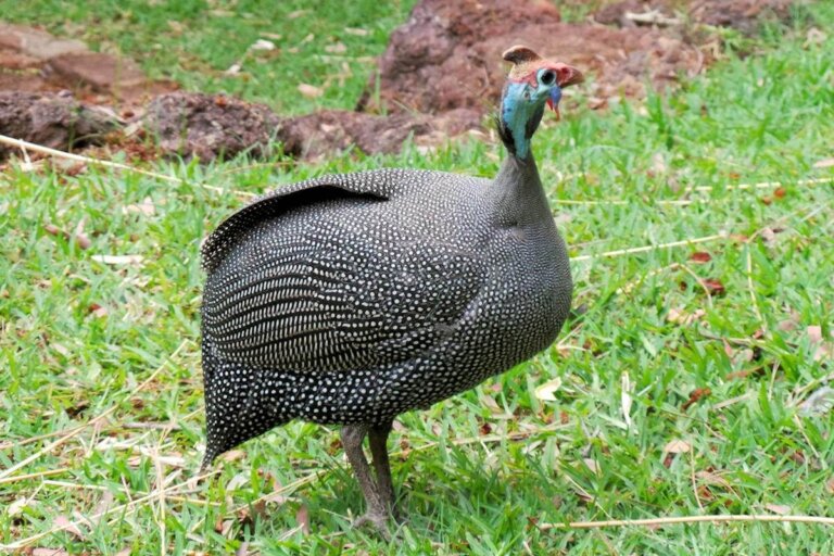 Gallina de Guinea: hábitat y características