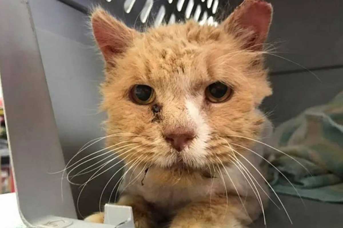 el gatito sucio fue rescatado y puesto en tratamiento veterinario.