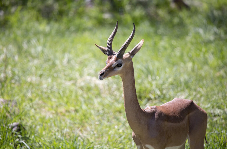 El gerenuk: hábitat, características y reproducción