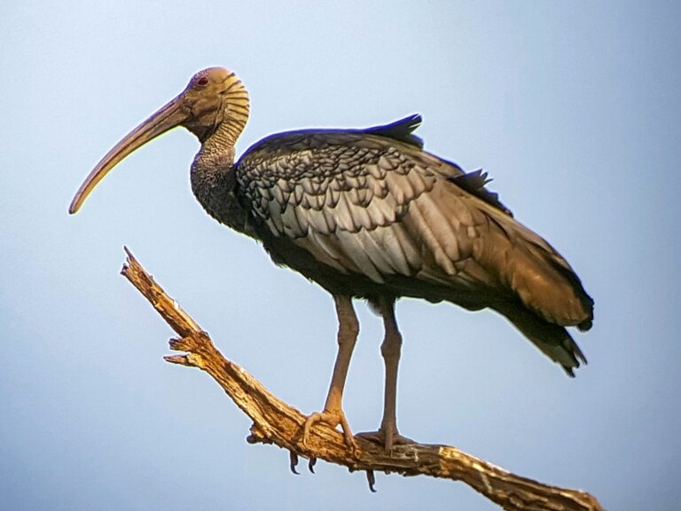 9 curiosidades del ibis gigante