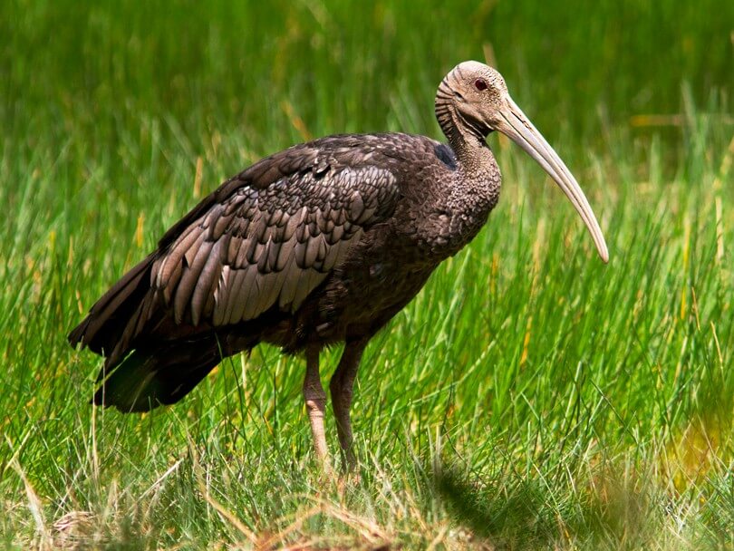 En ibis.