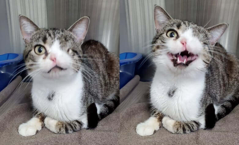 La foto del gatito tuerto.