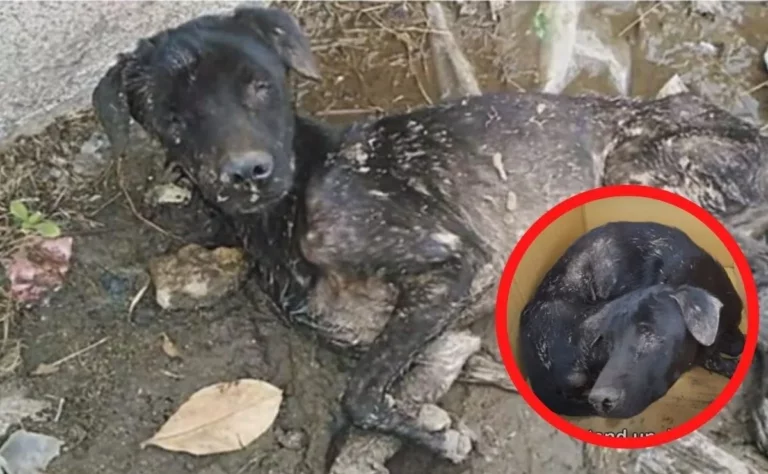 Triste historia de un perrito ciego y sin esperanzas de sobrevivir, se echó a morir en el lodo