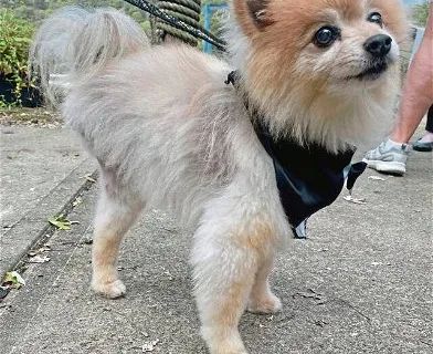 El perrito de 3 extremidades.
