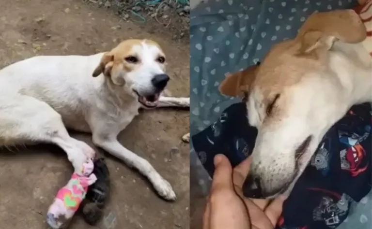 Triste historia de una perrita abandonada por su familia cuando fue atropellada