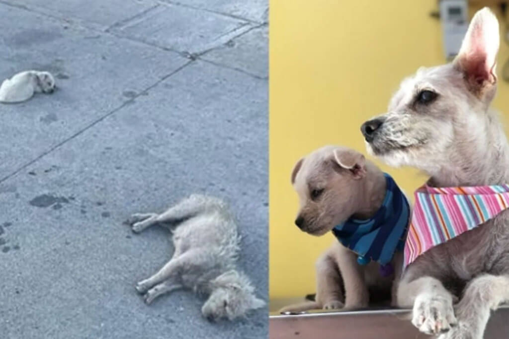 Le cambiaron la vida a una perrita y a su cachorro cuando fueron rescatados