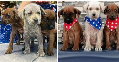 Salvan cachorritos que estaban cubiertos de aceite, se transforman y recuperan su felicidad