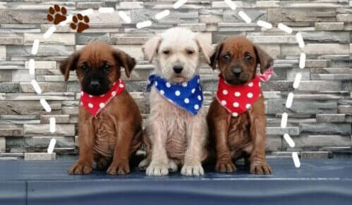 Los perritos adoptados.