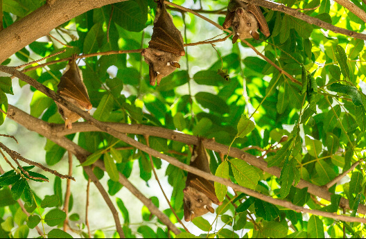 Pipistrelli che riposano sotto un albero