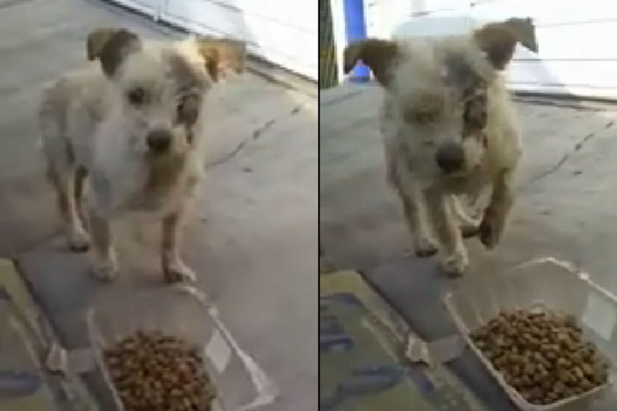 Pancho tuvo atención, pero no se pudo salvar su ojito.