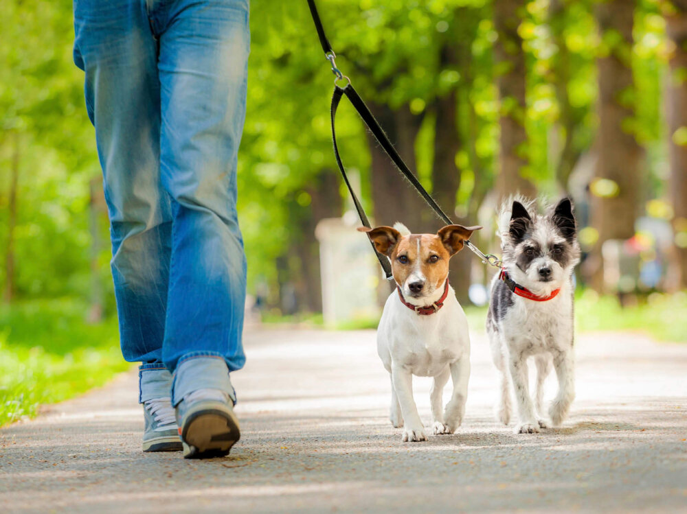 Due cani che fanno una passeggiata.