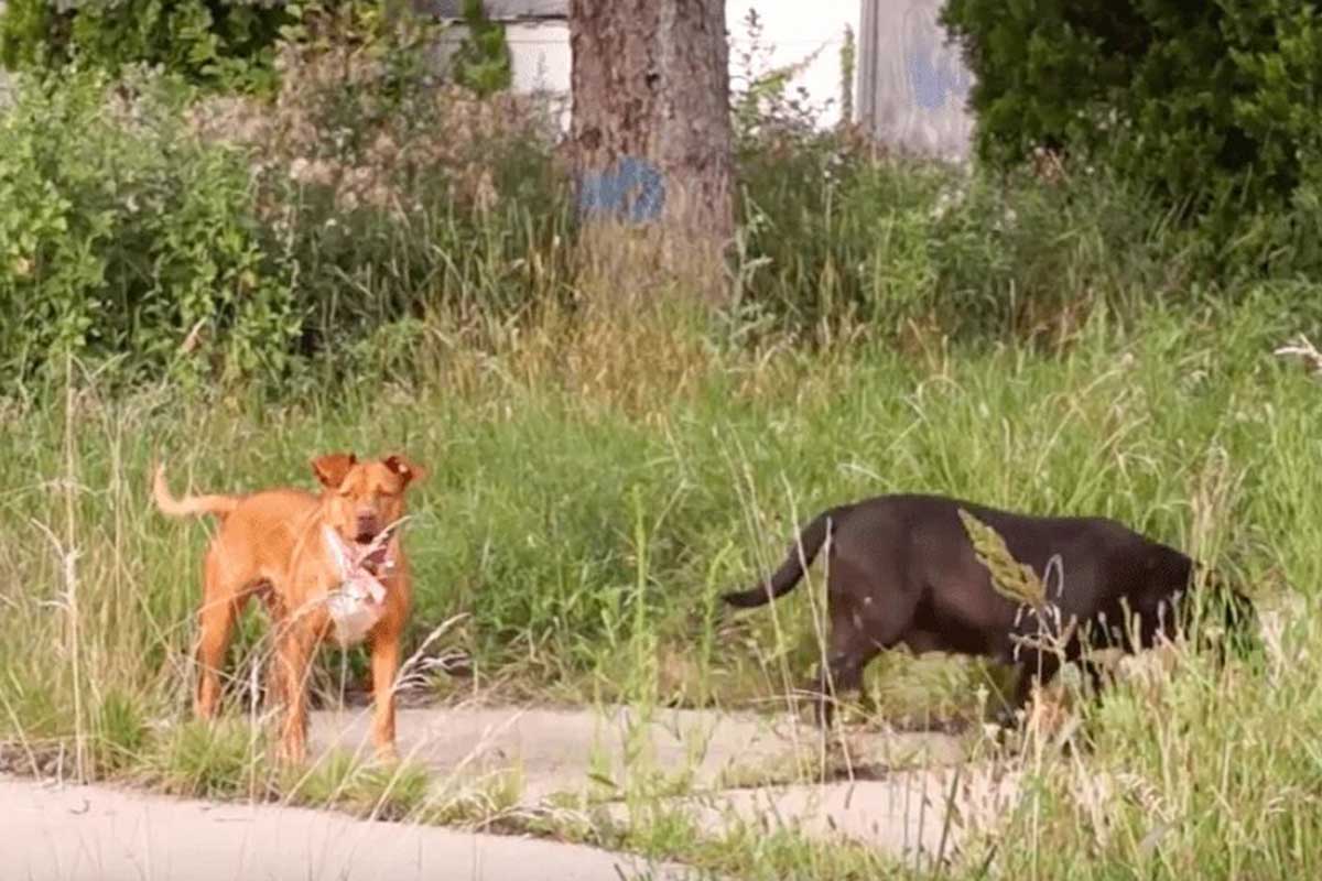 Uno amigo del perrito sin hogar que no se despega de su tazón lo llevó a la fama.