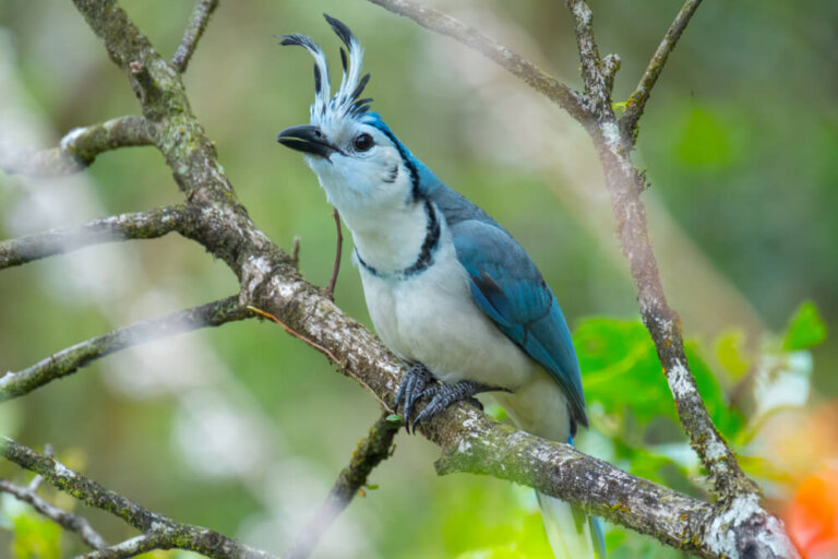 7 curiosidades de la urraca azul