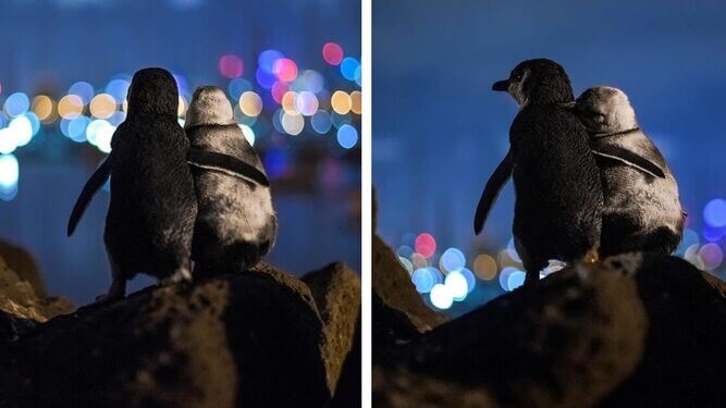 Conmovedor: pareja de pingüinos viudos se abrazan como símbolo de consuelo