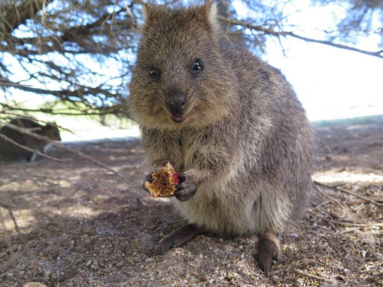 7 curiosidades del quokka