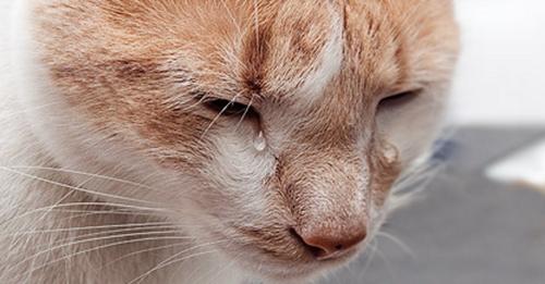 ¿Sabes qué ocurre cuando tu gatito llora con lágrimas reales?