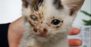 Encontraron a un gatito tuerto en un depósito de chatarra, por fortuna halló una amorosa familia