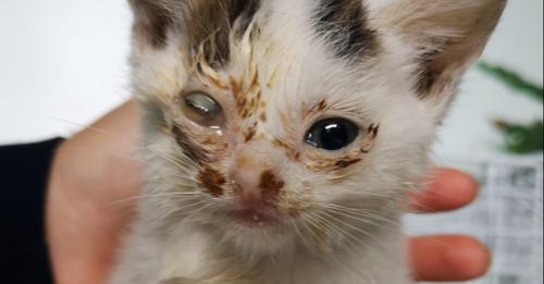 Encontraron a un gatito tuerto en un depósito de chatarra, por fortuna halló una amorosa familia