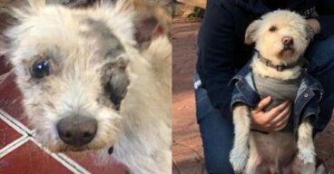 Pancho: perdió su ojito cuando lo atropellaron y lo abandonaron a su suerte, hoy vive feliz