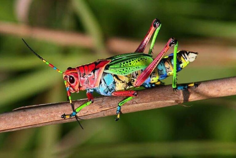 El saltamontes arcoíris: hábitat, características y reproducción