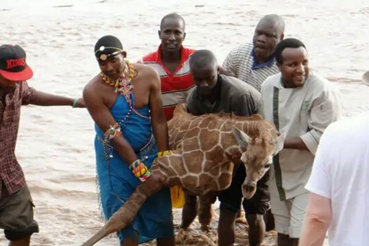 La comunidad de Kenia salva la vida de una jirafa bebé que estaba en grave peligro.