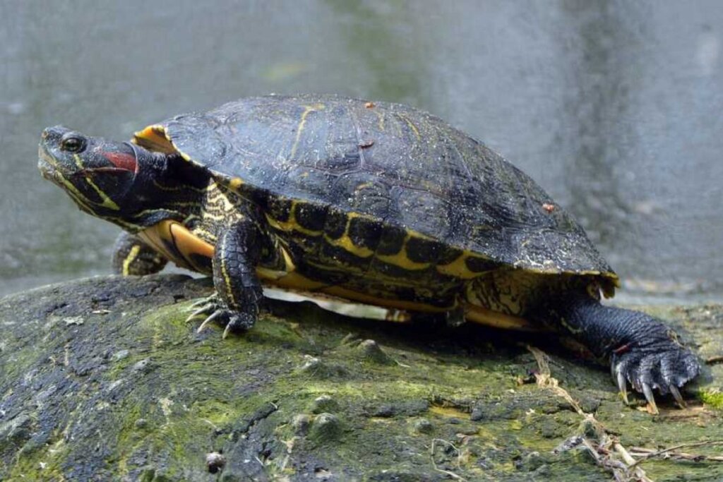 Cuidados de la tortuga acuática de orejas rojas