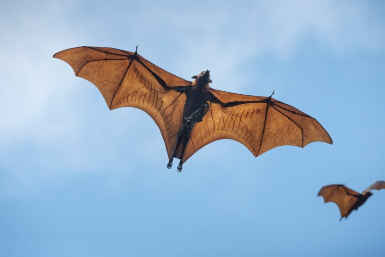 ¿Por qué algunos murciélagos cazan de día?