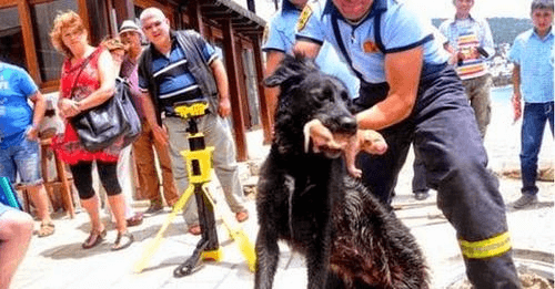 Mamá canina contó con la ayuda de los bomberos para salvar a sus cachorritos