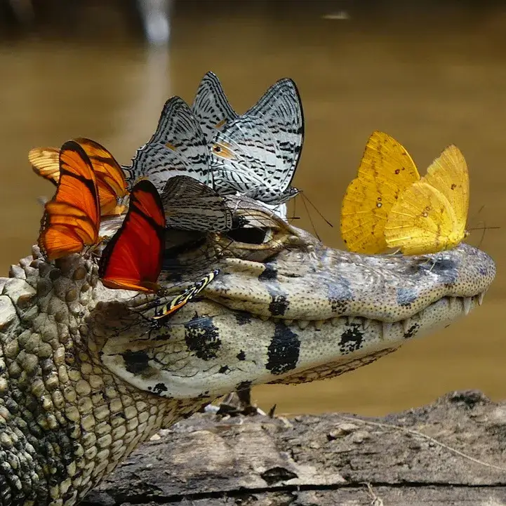 Caimán con una corona de mariposas en el Amazonas